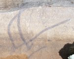 Водоросли Algites