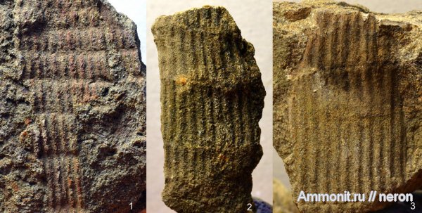 пермский период, Красноусольск, паракаламиты, Permian