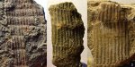 Паракаламиты