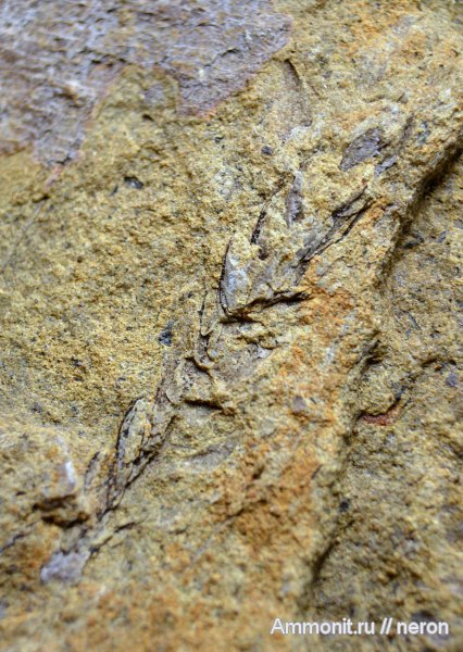 растения, пермский период, Красноусольск, Permian