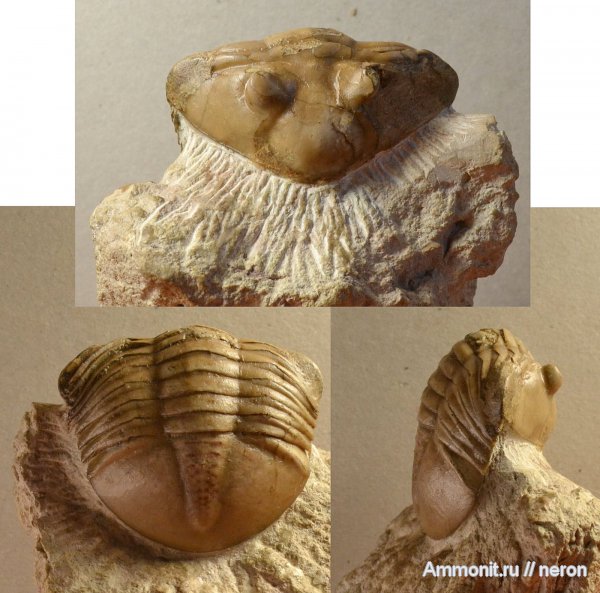 трилобиты, ордовик, Asaphus, Ordovician