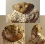 Asaphus laevissimus.