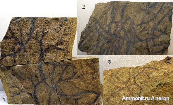 пермский период, водоросли, Башкирия, Красноусольск, Permian