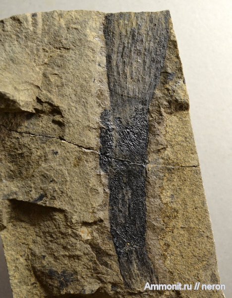 растения, пермский период, Красноусольск, Permian