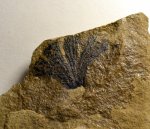 Клинолист Sphenophillum?
