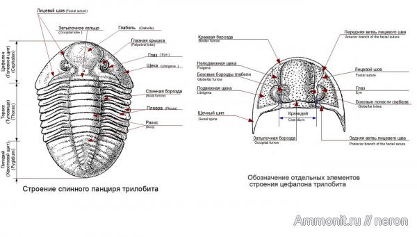 трилобиты, схемы