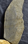 Фрагмент листа   Psygmophyllum