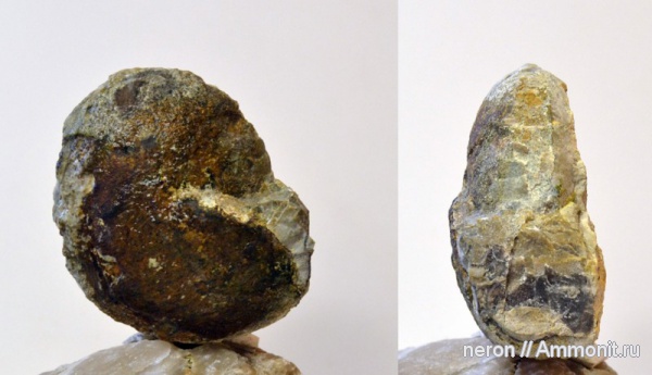 Goniatitida, Башкирия, Ammonoidea, аммоноидеи, гониатиты