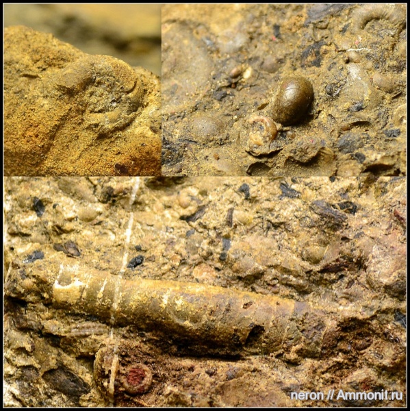 пермский период, Башкирия, Ammonoidea, аммоноидеи, Permian