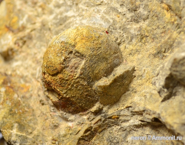 Башкирия, Ammonoidea, аммоноидеи