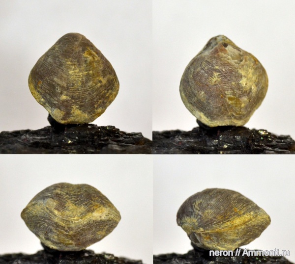 брахиоподы, Athyris, Башкирия, Athyris concentrica, Athyris pelapayensis