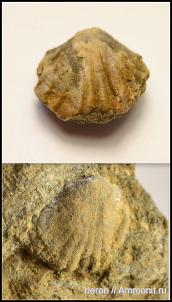брахиоподы, пермский период, Башкирия, Rhynchonellida, Permian
