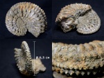 Аммонит Cardioceras