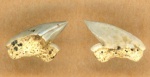 Squalicorax