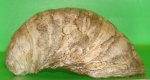 Щелковская Gryphaea