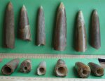 Белемниты Acroteuthis из последнего сбора.