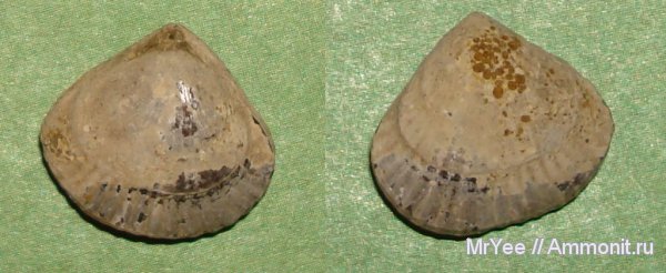 Praecyclothyris, Щёлковский карьер, Rhynchonellida
