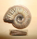 Amoeboceras из Марково