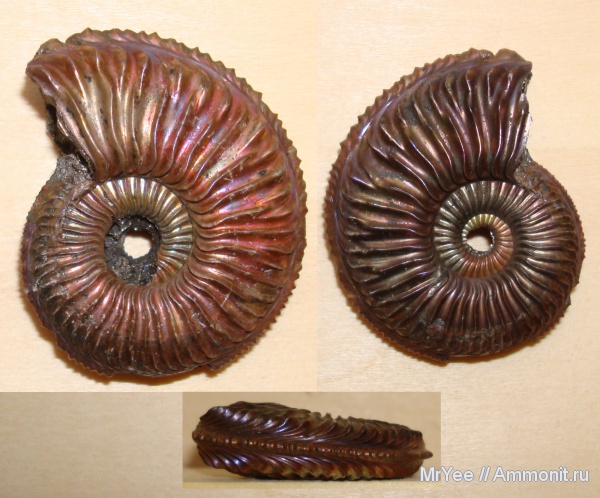 Бронницы, Марково, Amoeboceras