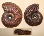 Amoeboceras alternoides из Марково
