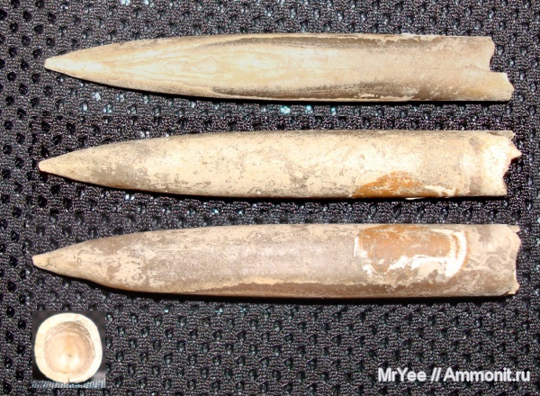 белемниты, прижизненные повреждения, belemnites