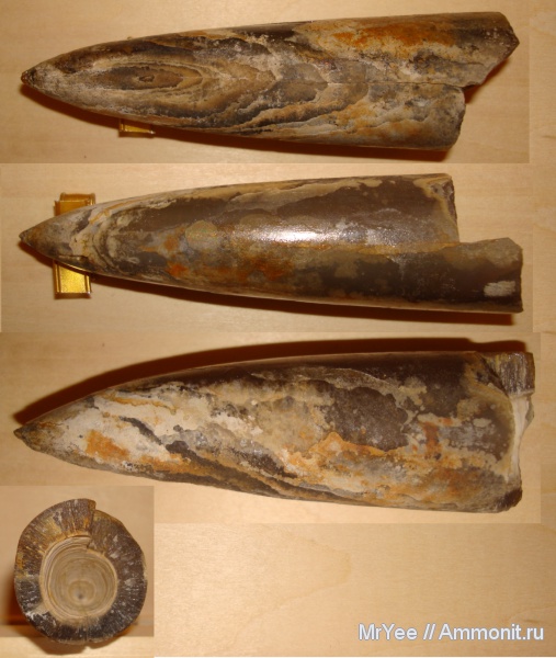 белемниты, belemnites