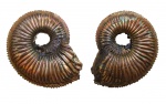 Amoeboceras из Марково