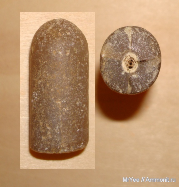 белемниты, belemnites