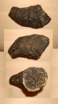 Одиночный коралл