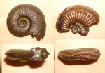 Аммониты amoeboceras. Марково. Пчелиный воск.