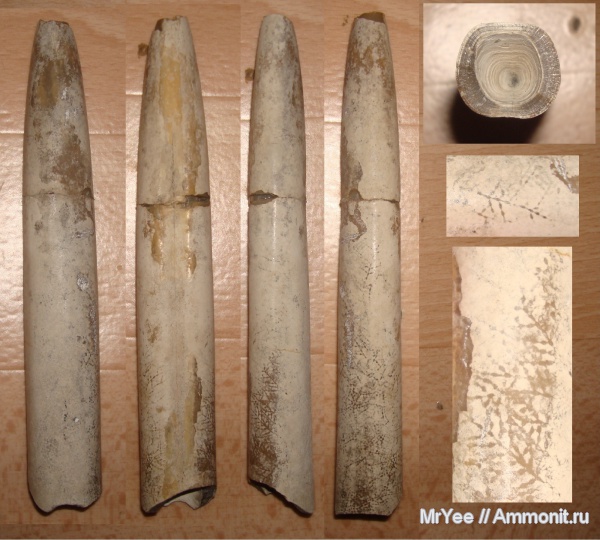 белемниты, Stomatopora, Lagonibelus, belemnites