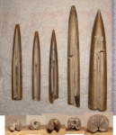 Ростры белемнитов Eulagonibelus. Суворовский парк.