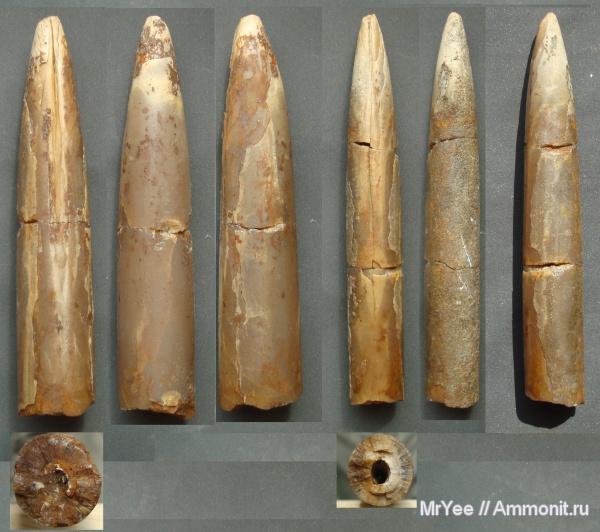 белемниты, belemnites