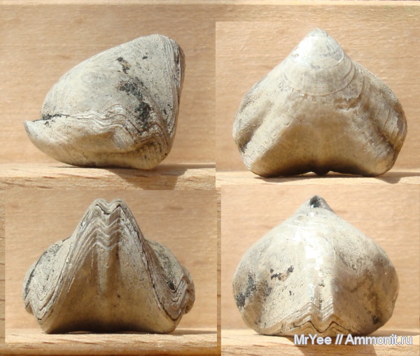 брахиоподы, юра, Rhynchonella, Rhynchonella rouillieri, Jurassic