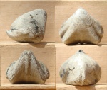 Rhynchonella rouillieri
