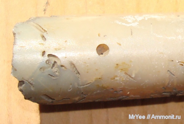 белемниты, юра, оксфорд, усоногие раки, оксфордский ярус, Oxfordian, Jurassic, Upper Jurassic, belemnites