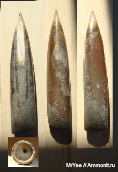 белемниты, юра, оксфорд, усоногие раки, оксфордский ярус, Rogerella, Oxfordian, Jurassic, Upper Jurassic, belemnites