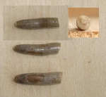 Деформированный ростр hibolites