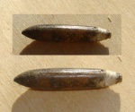 Боковые бороздки на ростре hibolites
