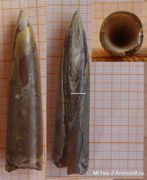 белемниты, юра, оксфорд, оксфордский ярус, Oxfordian, Jurassic, Upper Jurassic, belemnites