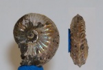 Cardioceras