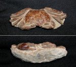 Краб Coeloma sp.