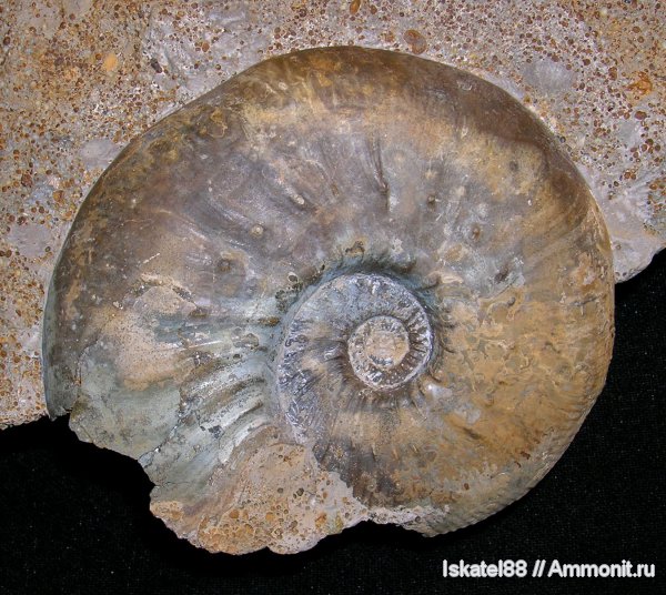 аммониты, юра, Kosmoceras, келловей, Никитино, Ammonites, Kosmoceras medea, Callovian, Jurassic, Middle Jurassic