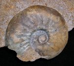 Аммонит Kosmoceras medea