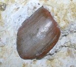Psephodus sp