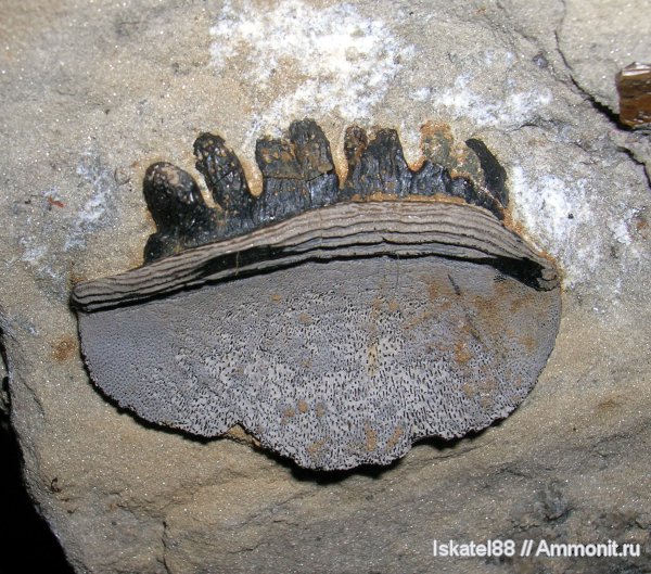 рыбы, зубы, Polyrhizodus, Petalodontiformes, fish, teeth
