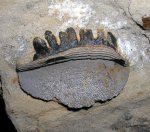 Зуб Polyrhizodus sp