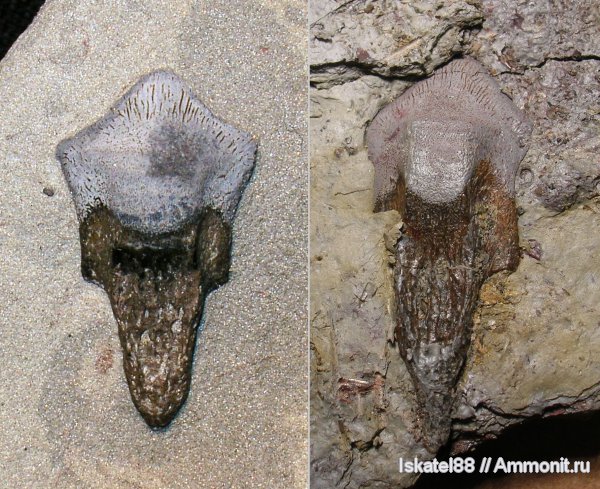 нижний карбон, Калиновские выселки, Petalodontiformes, Petalorhynchus