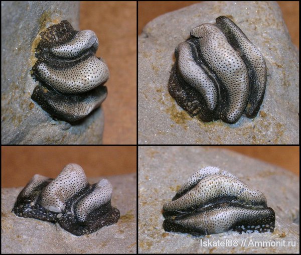 рыбы, зубы, нижний карбон, Калиновские выселки, Helodus, fish, teeth