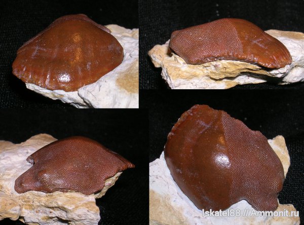 рыбы, зубы, нижний карбон, Калиновские выселки, Psephodus, fish, teeth